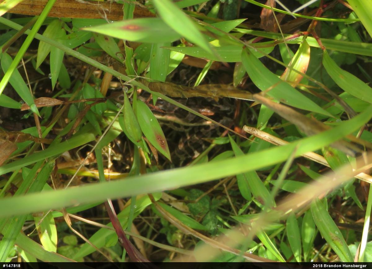 Pickerel Frog