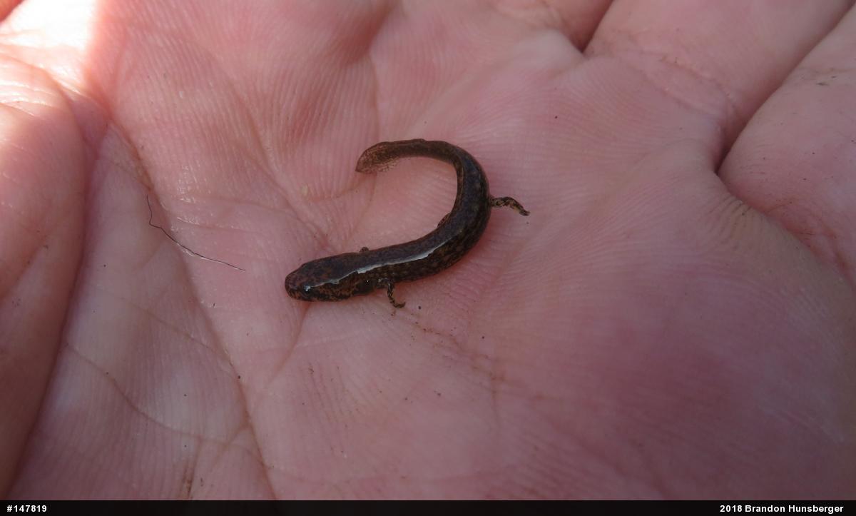 Northern Two-lined Salamander