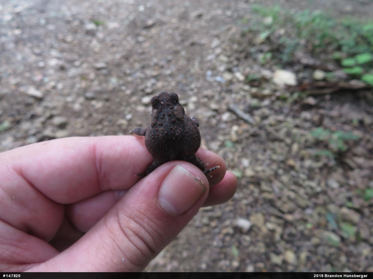 Eastern American Toad