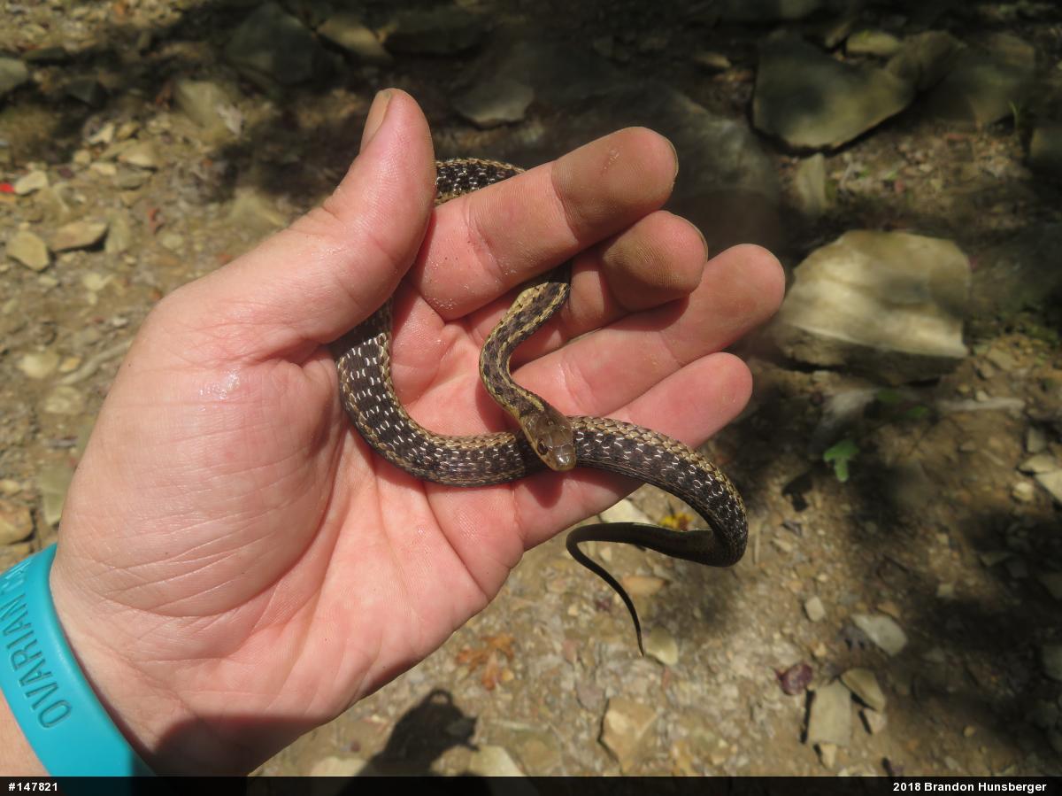 Eastern Gartersnake
