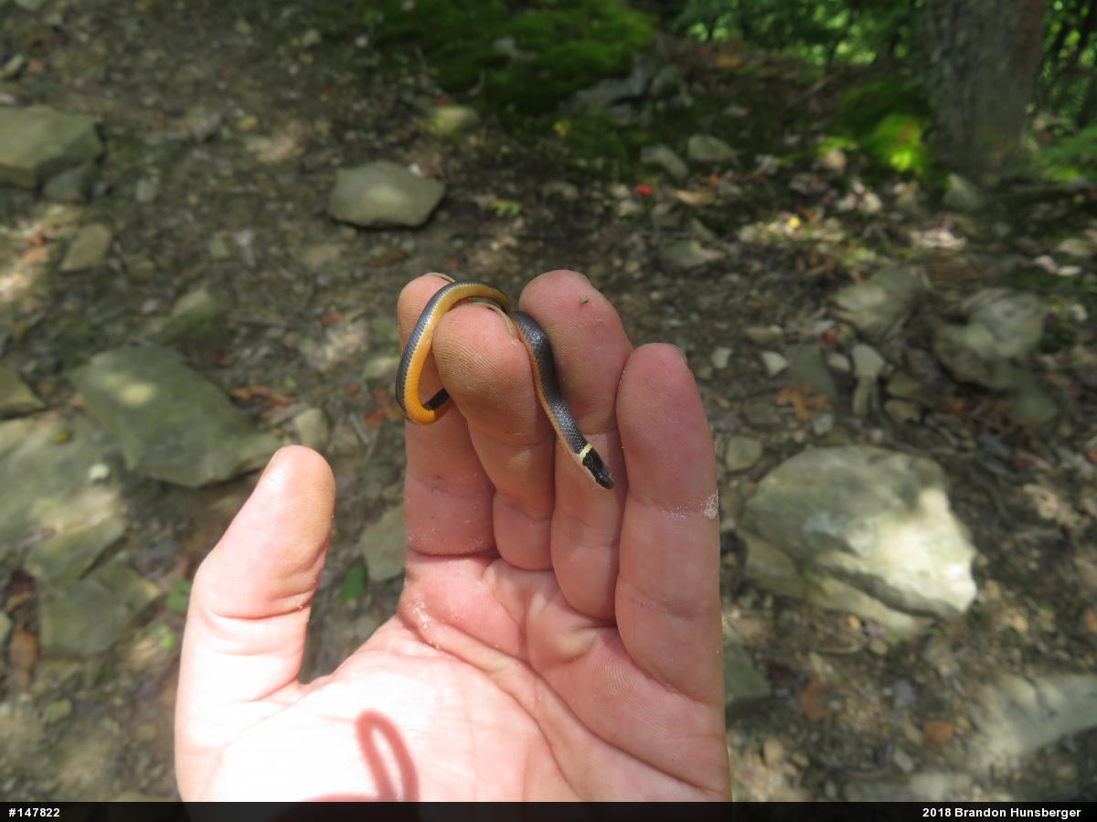 Northern Ring-necked Snake