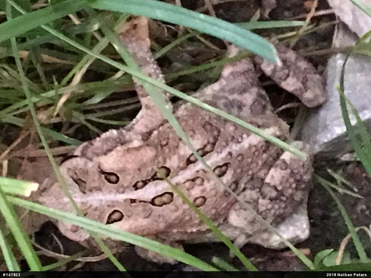 Eastern American Toad