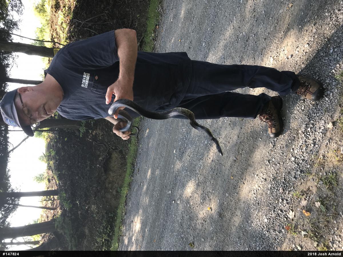 Eastern Ratsnake