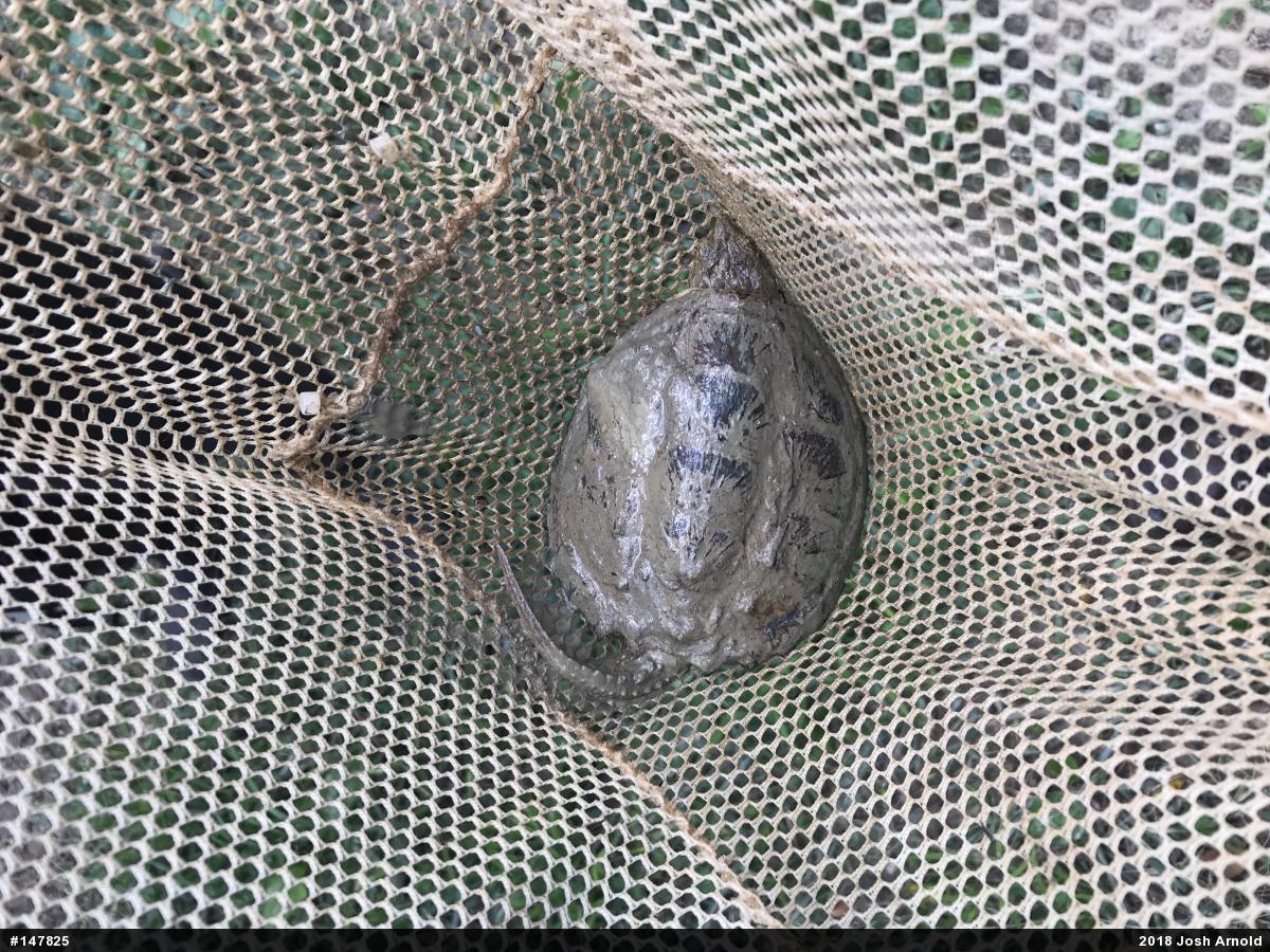 Snapping Turtle