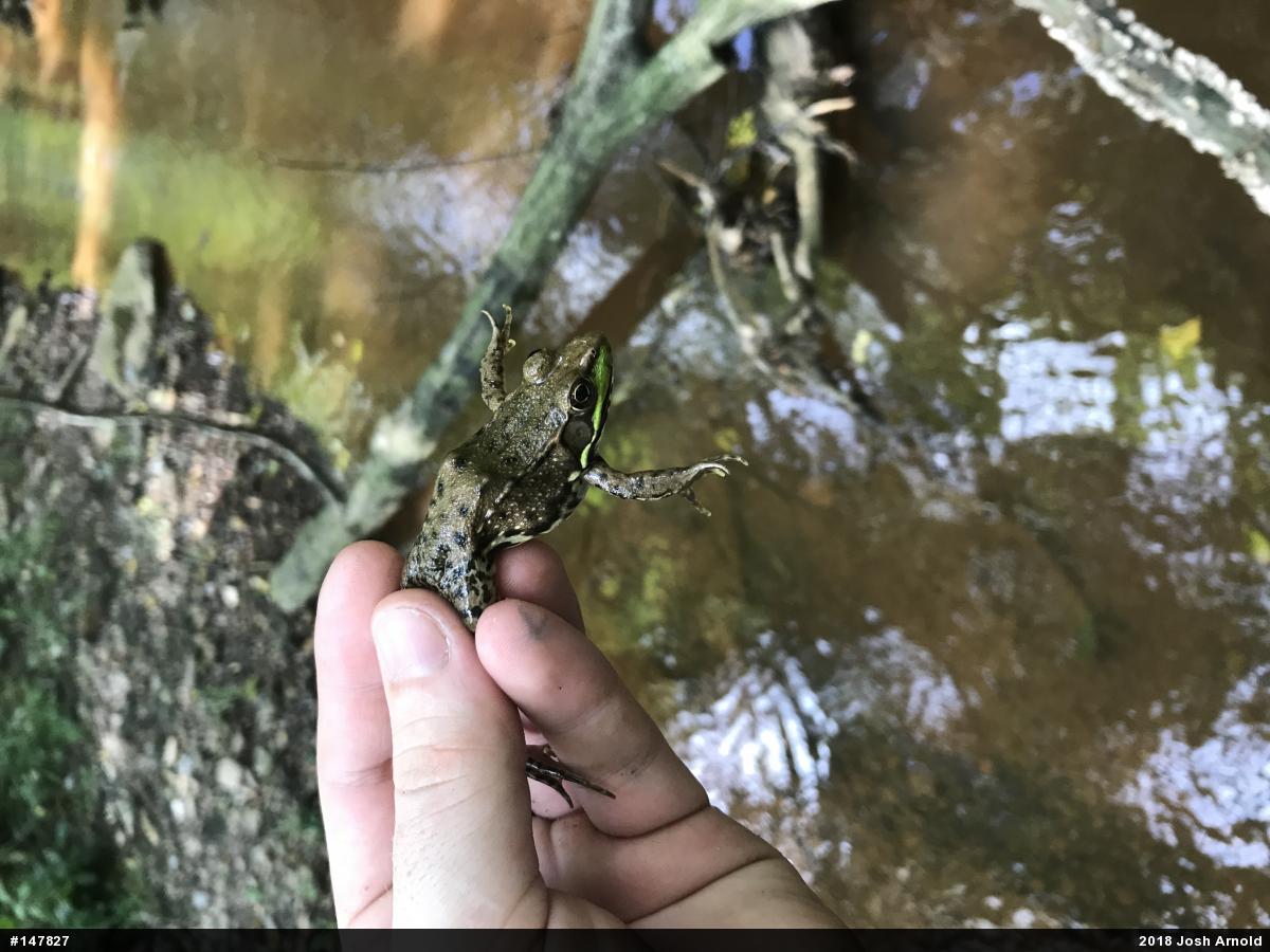 Green Frog