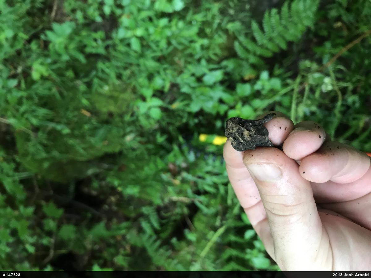Eastern American Toad