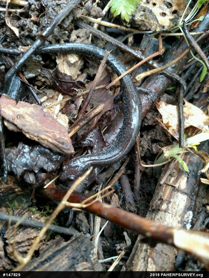 Eastern Red-backed  Salamander