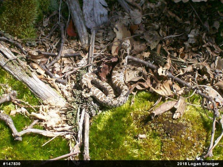 Eastern Hog-nosed Snake