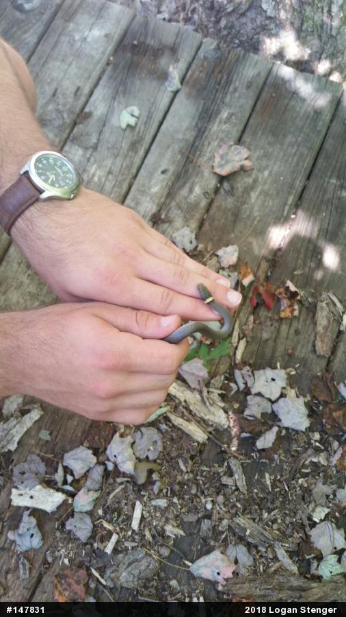 Northern Ring-necked Snake