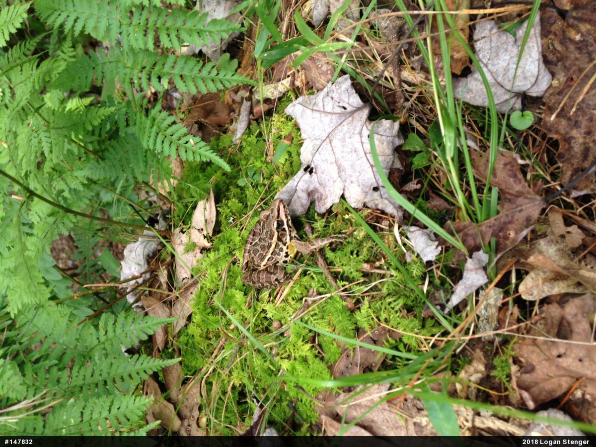 Pickerel Frog