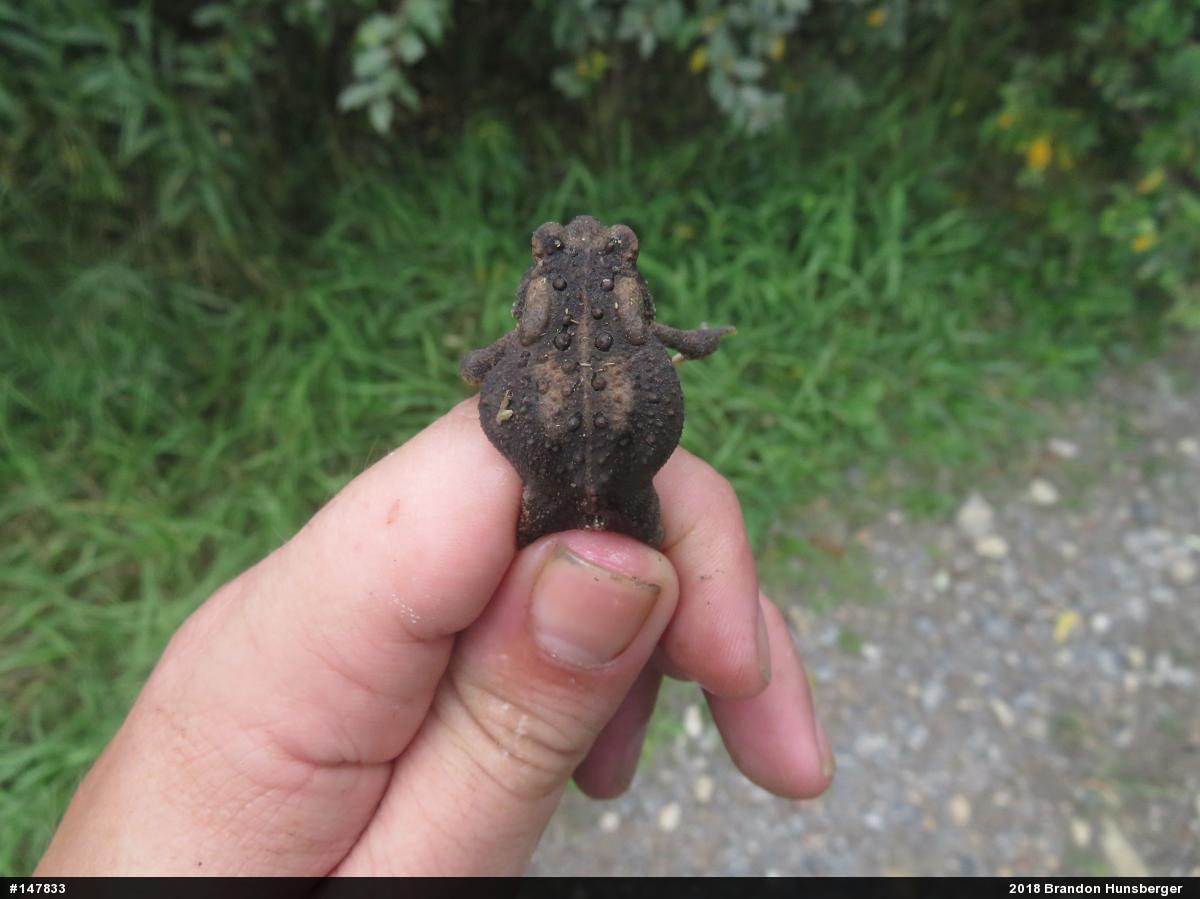 Eastern American Toad