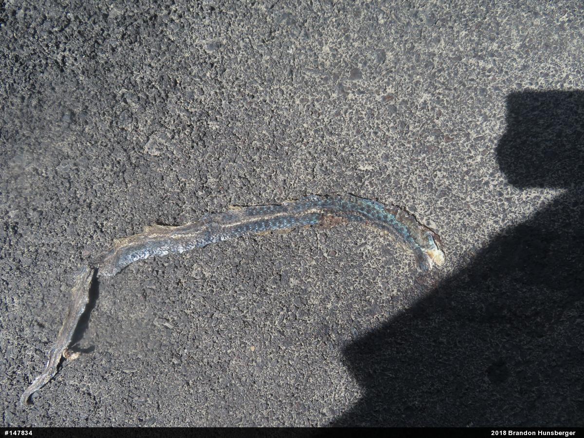 Eastern Gartersnake
