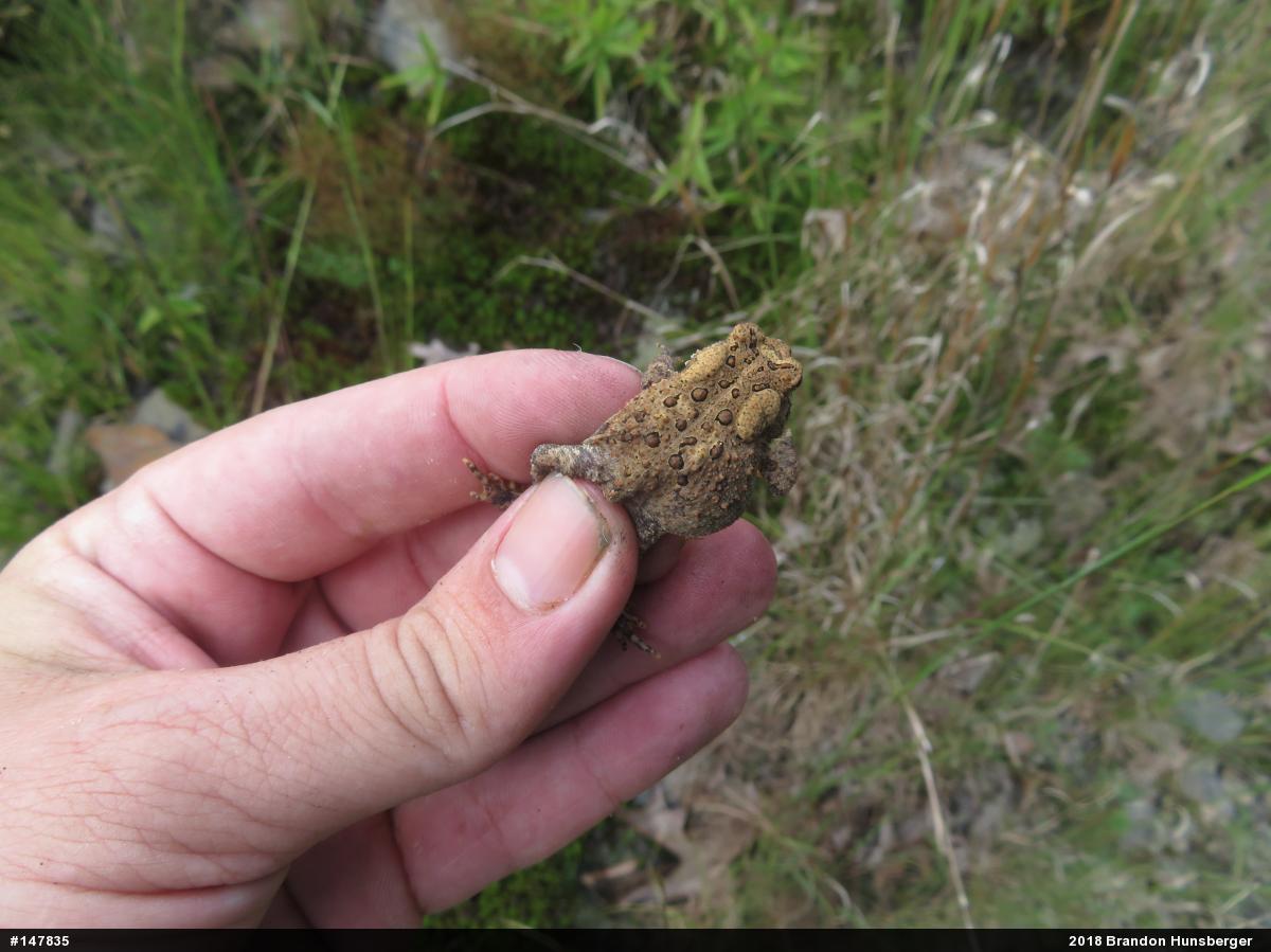 Eastern American Toad