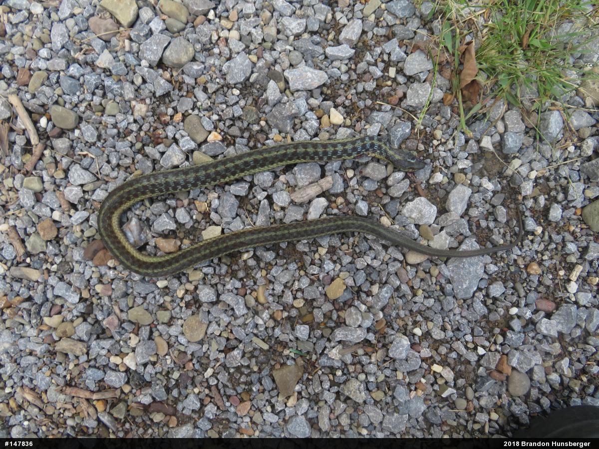Eastern Gartersnake