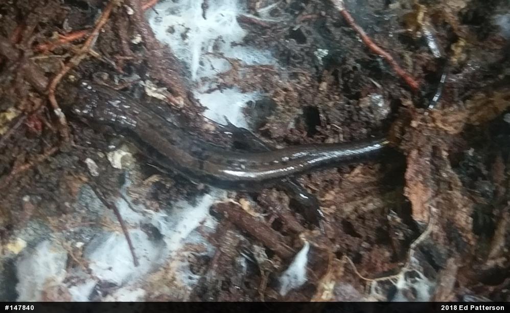 Allegheny Mountain Dusky Salamander
