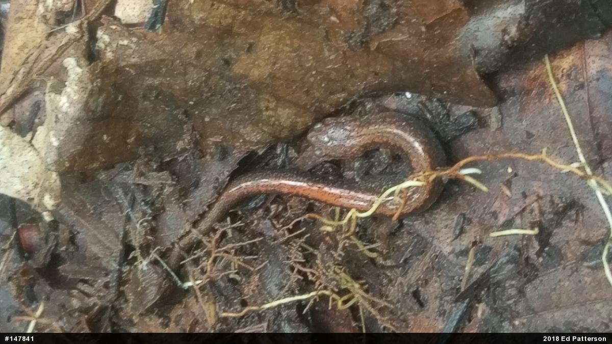 Eastern Red-backed  Salamander