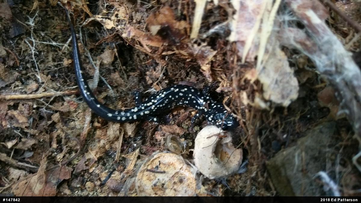Northern Slimy Salamander