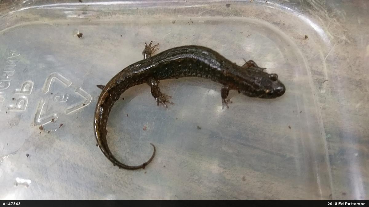 Northern Dusky Salamander