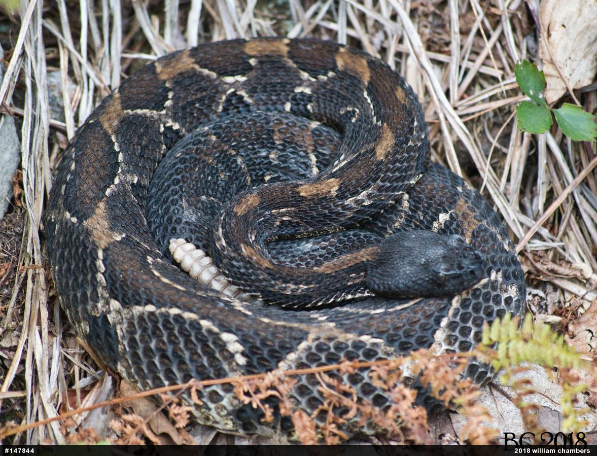 Timber Rattlesnake