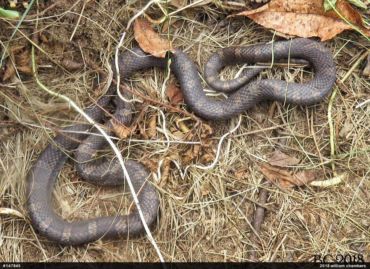 Eastern Milksnake