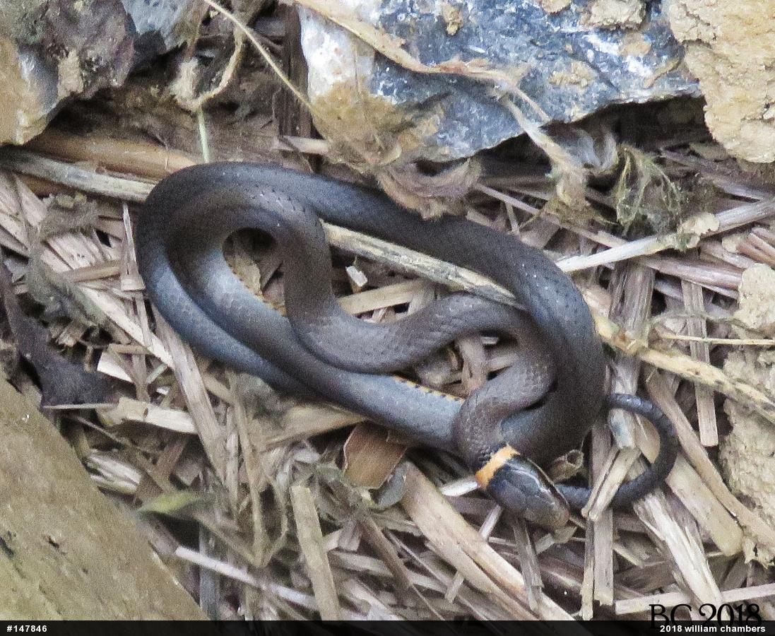 Northern Ring-necked Snake