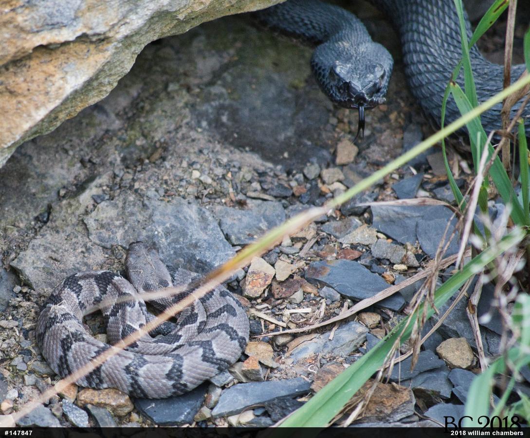 Timber Rattlesnake