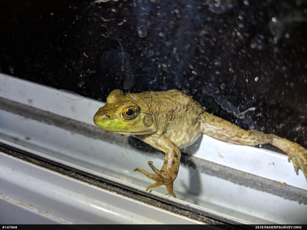 American Bullfrog