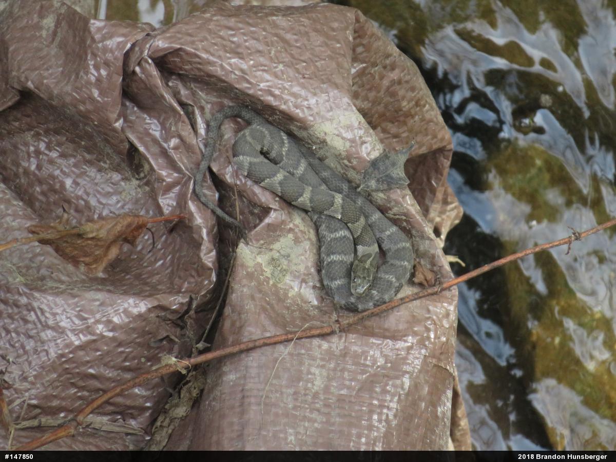 Northern Watersnake