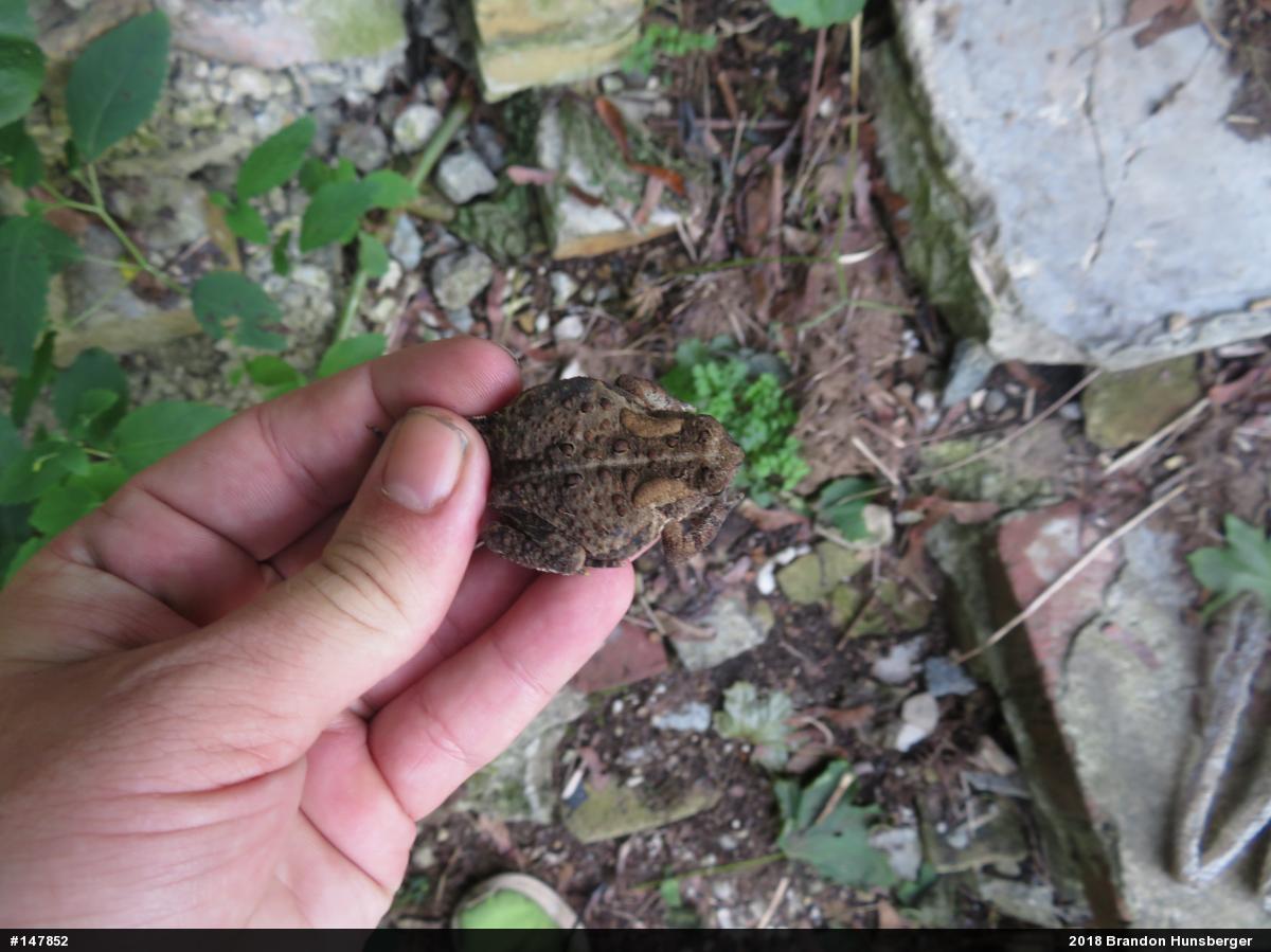 Eastern American Toad