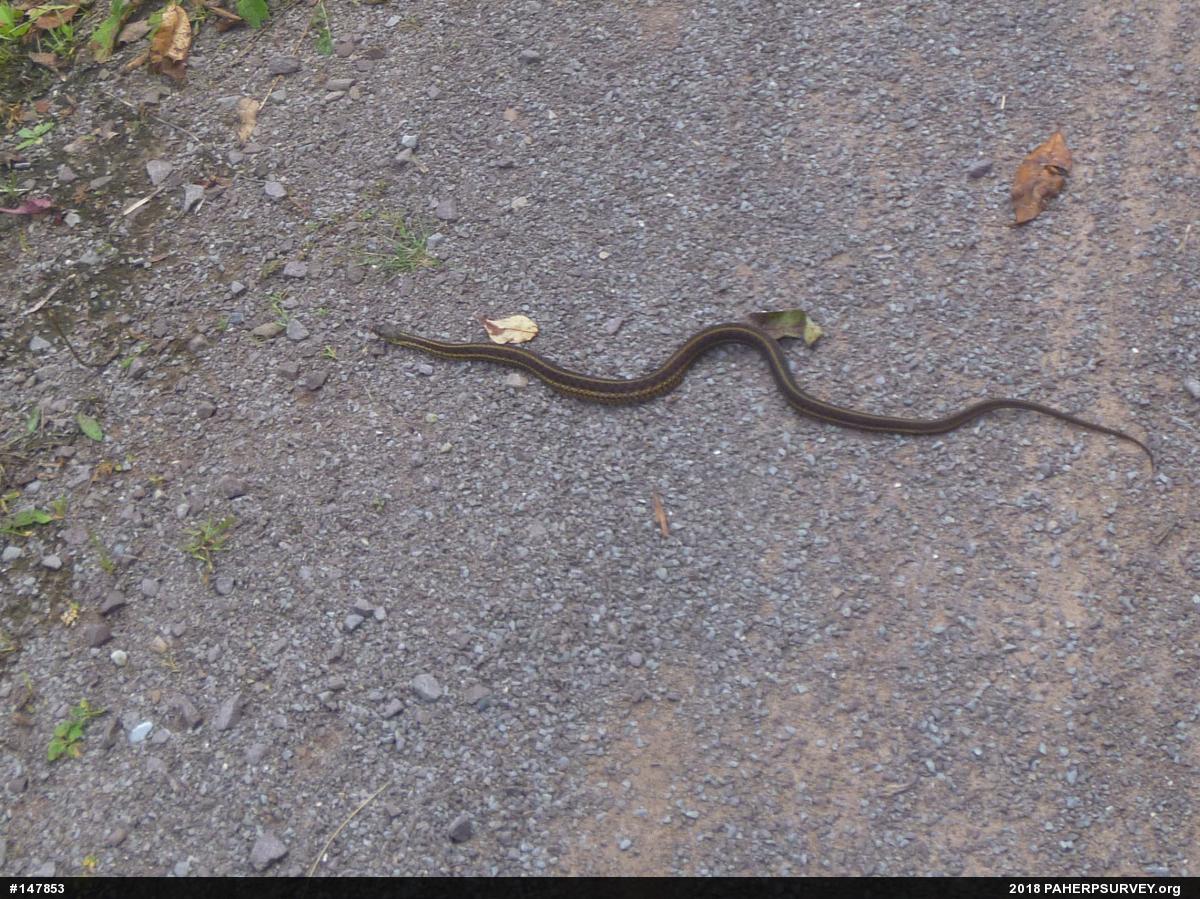 Eastern Gartersnake