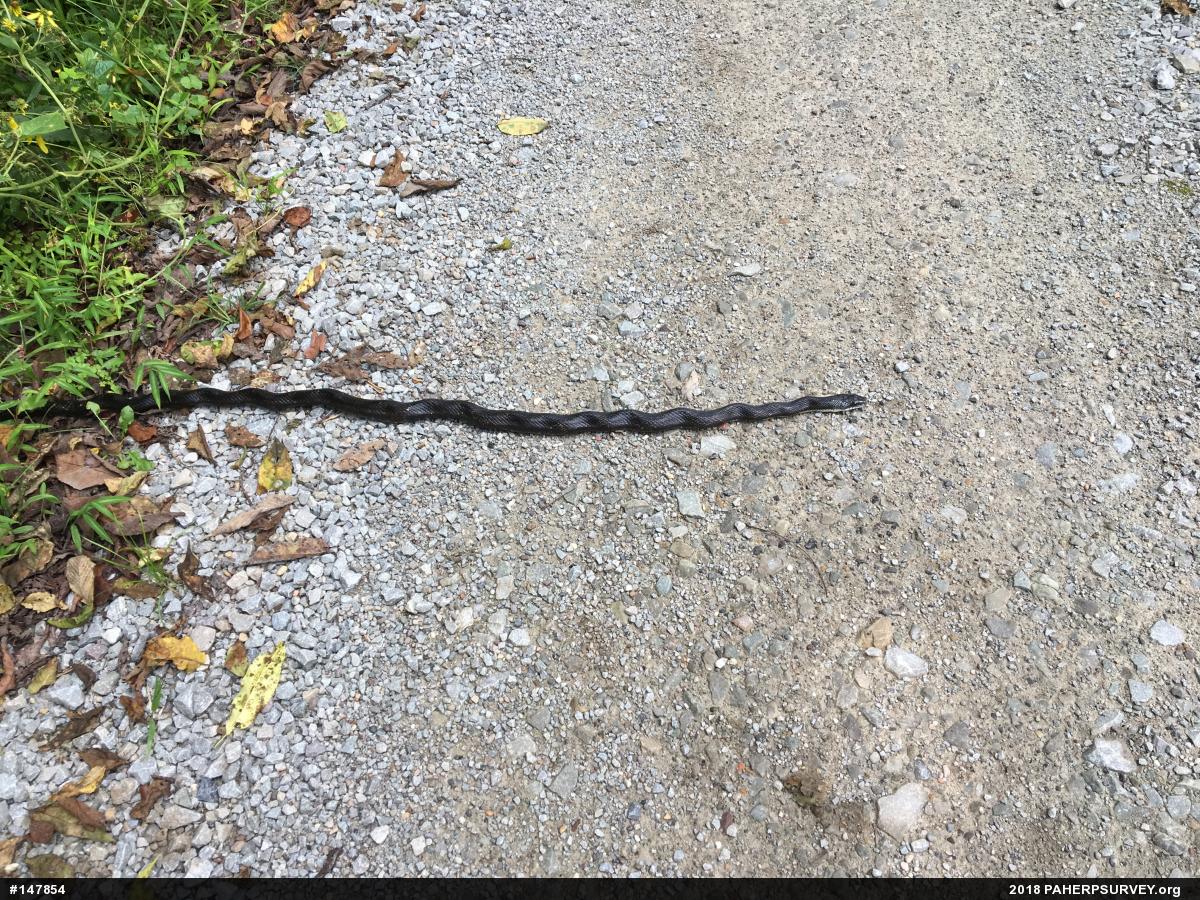 Eastern Ratsnake