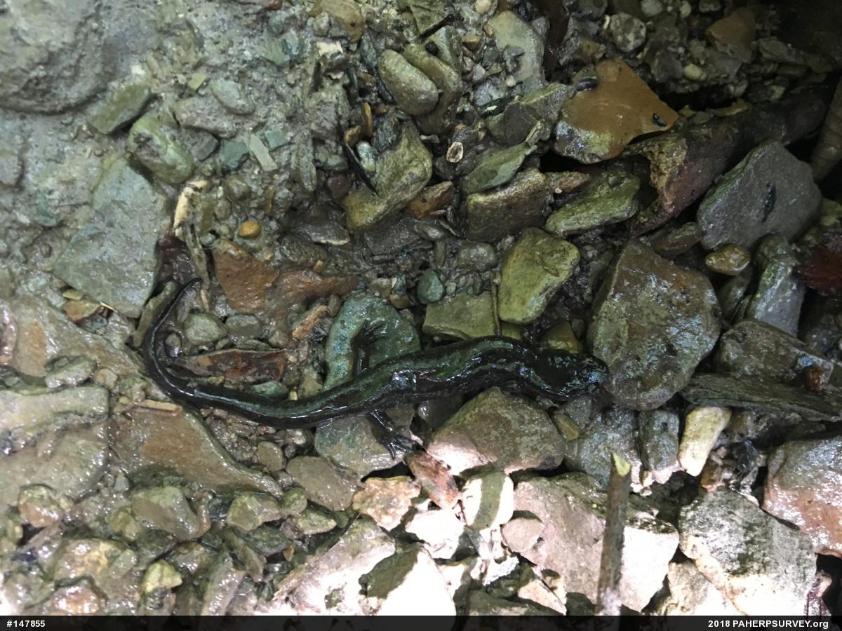 Dusky Salamanders