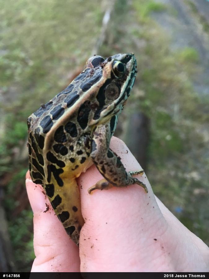 Pickerel Frog