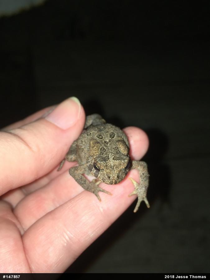Eastern American Toad