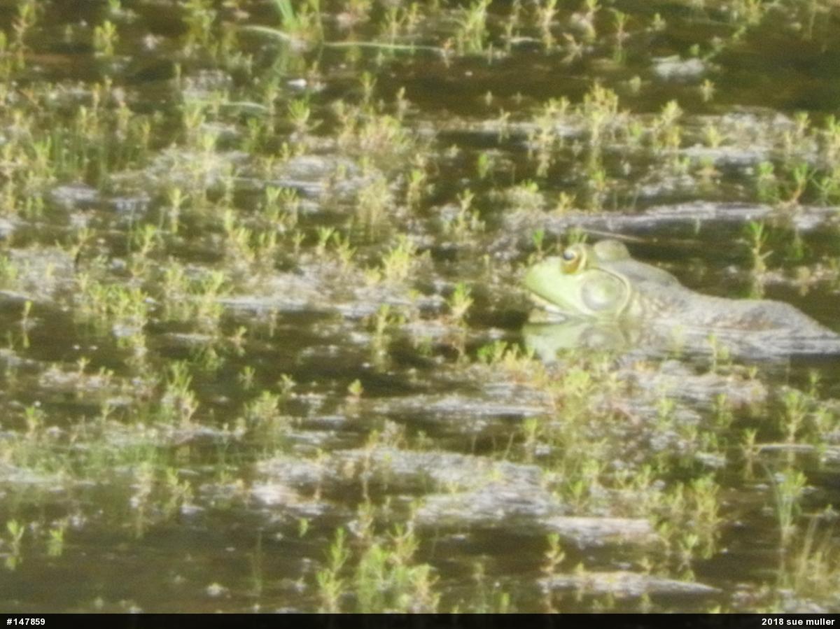 American Bullfrog