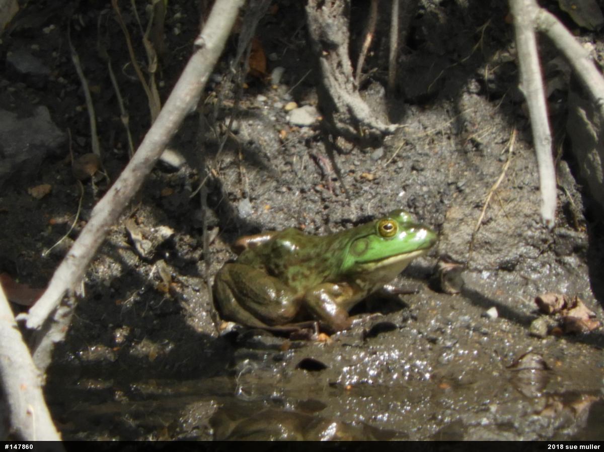 American Bullfrog
