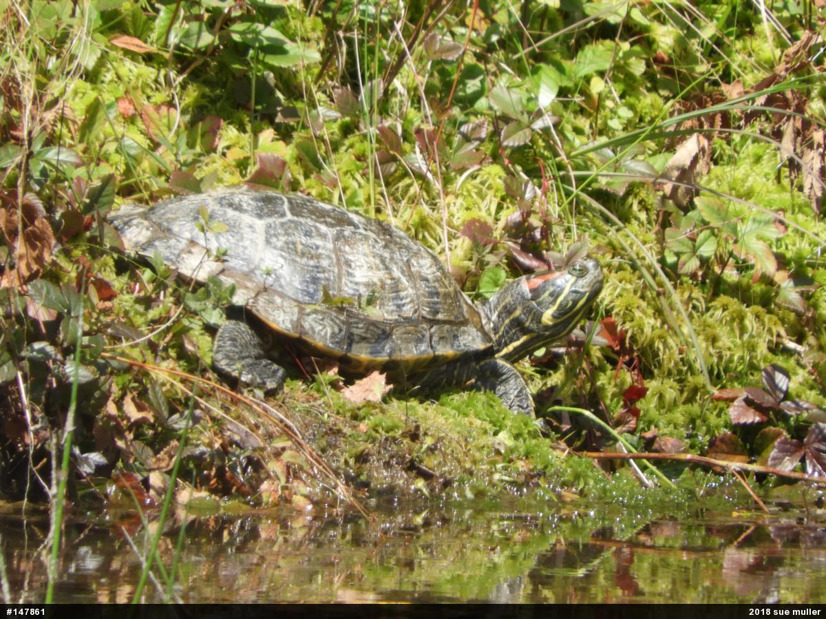 Red-eared Slider