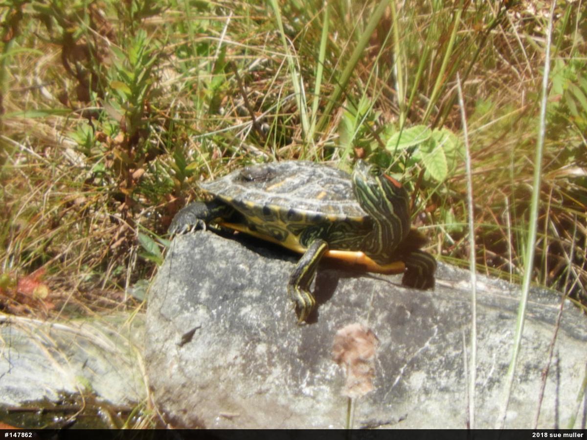 Red-eared Slider