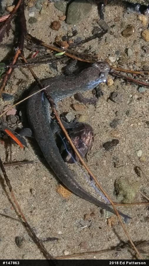 Northern Dusky Salamander