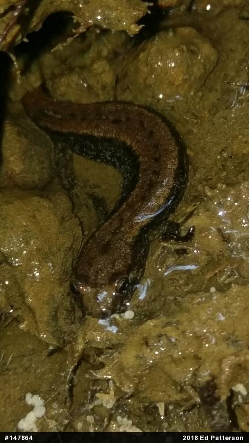 Allegheny Mountain Dusky Salamander