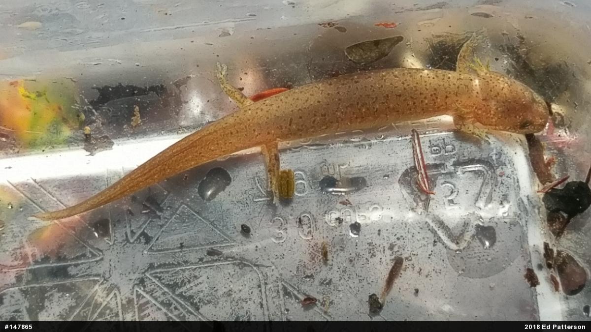 Northern Red Salamander