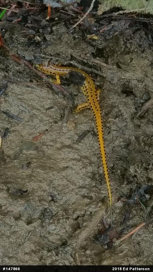 Eastern Long-tailed Salamander