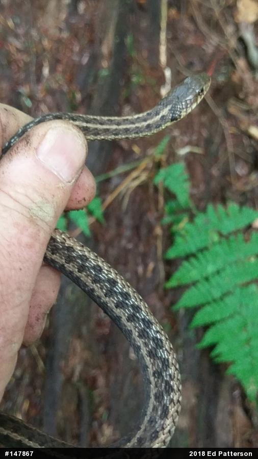 Eastern Gartersnake