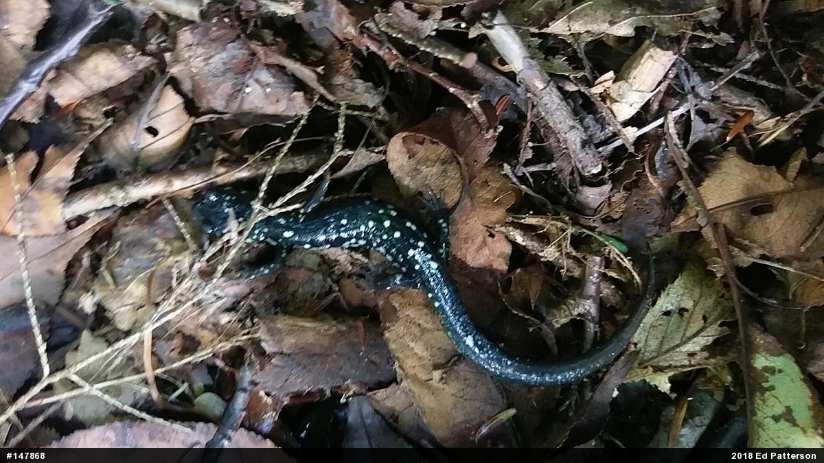 Northern Slimy Salamander