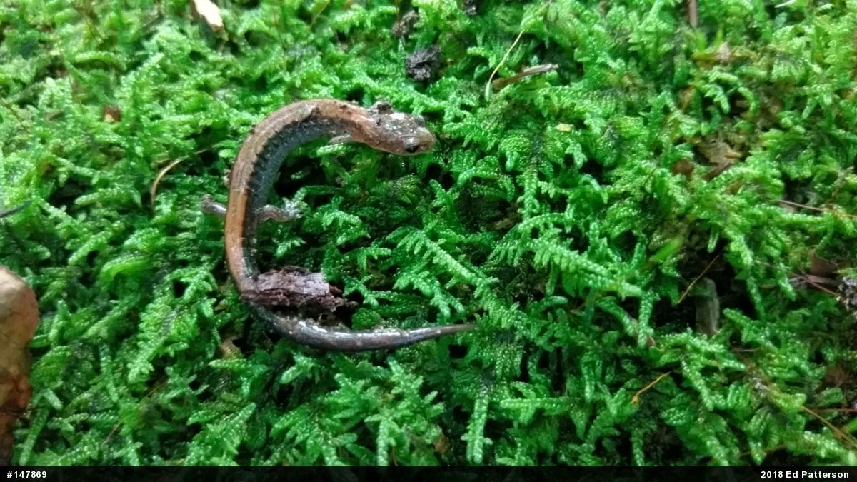 Eastern Red-backed  Salamander
