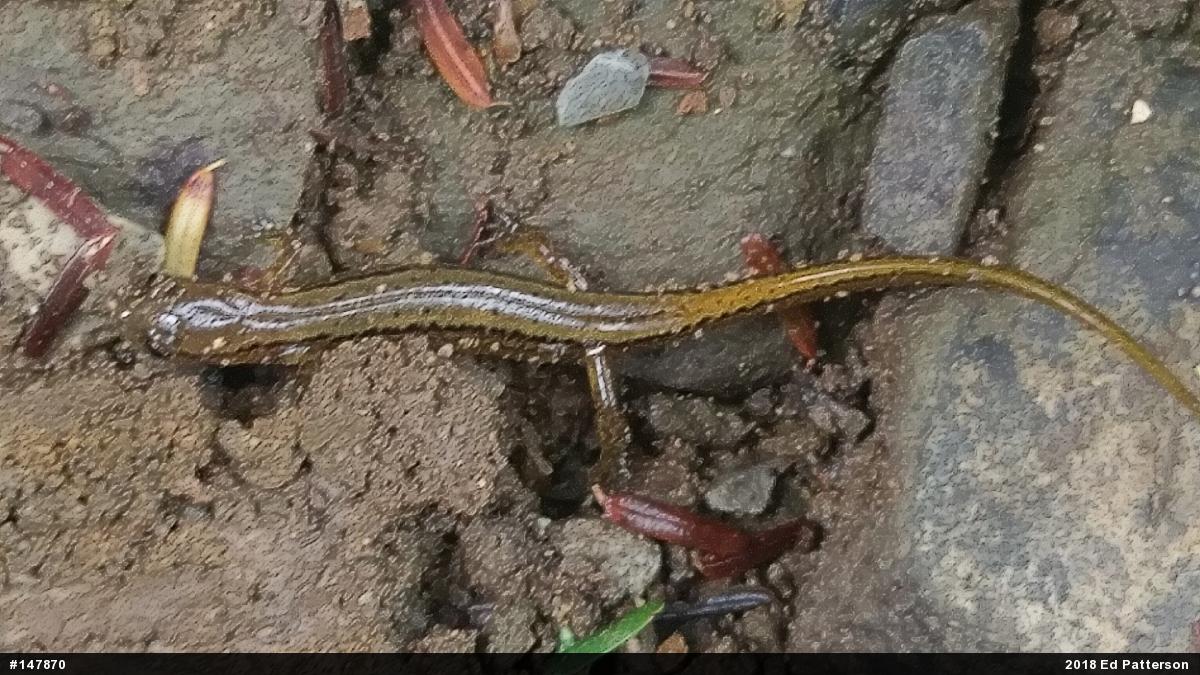 Northern Two-lined Salamander