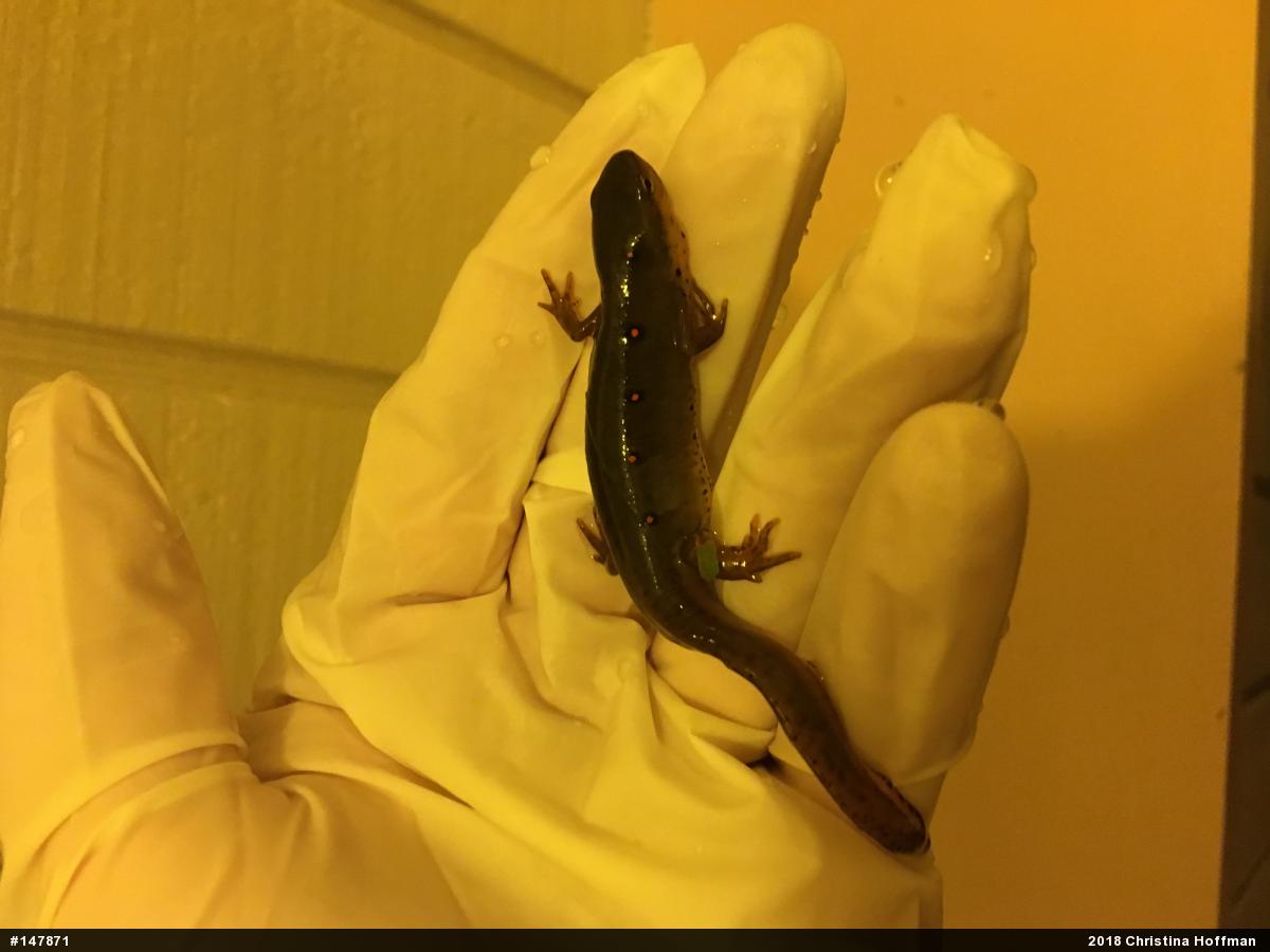 Red-spotted Newt