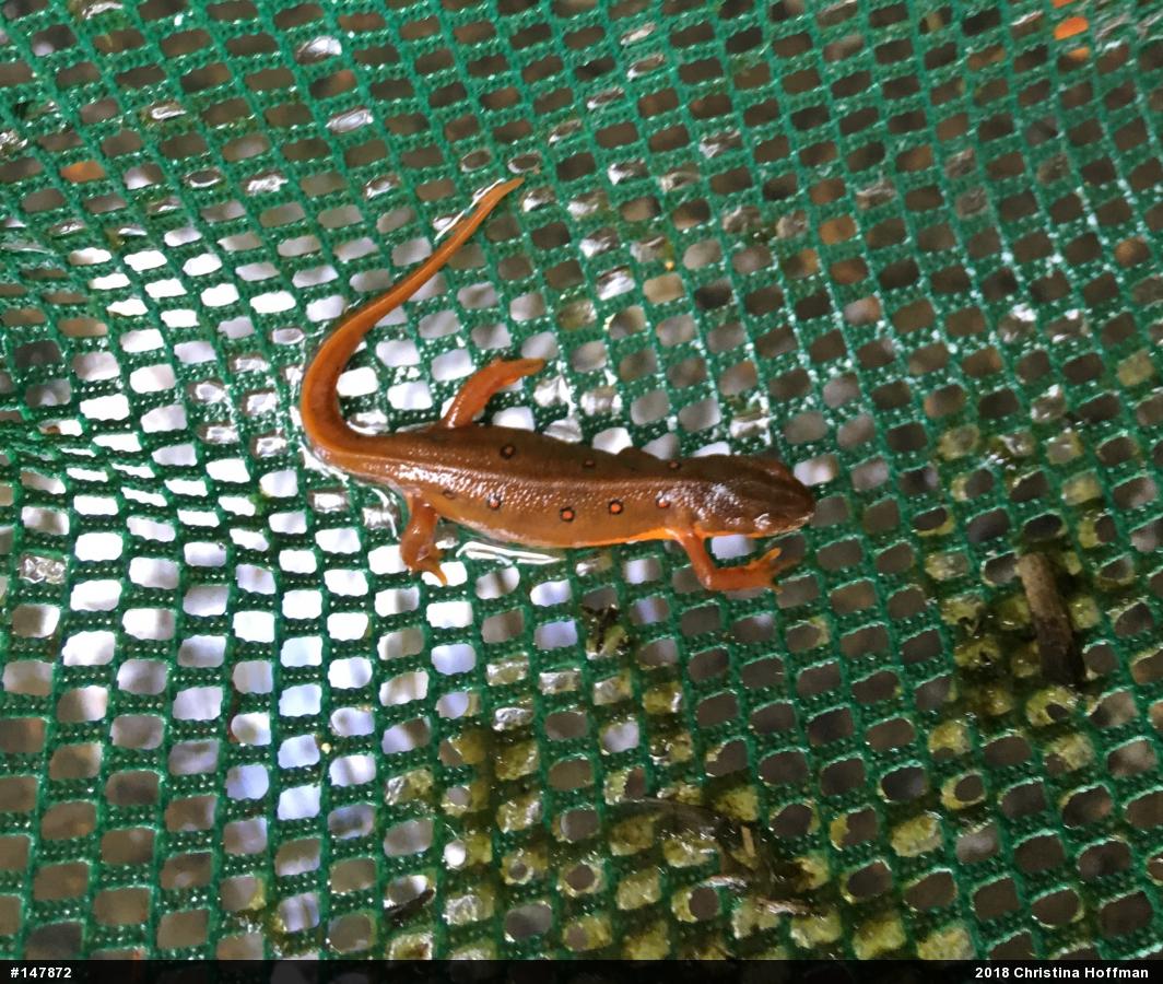 Red-spotted Newt
