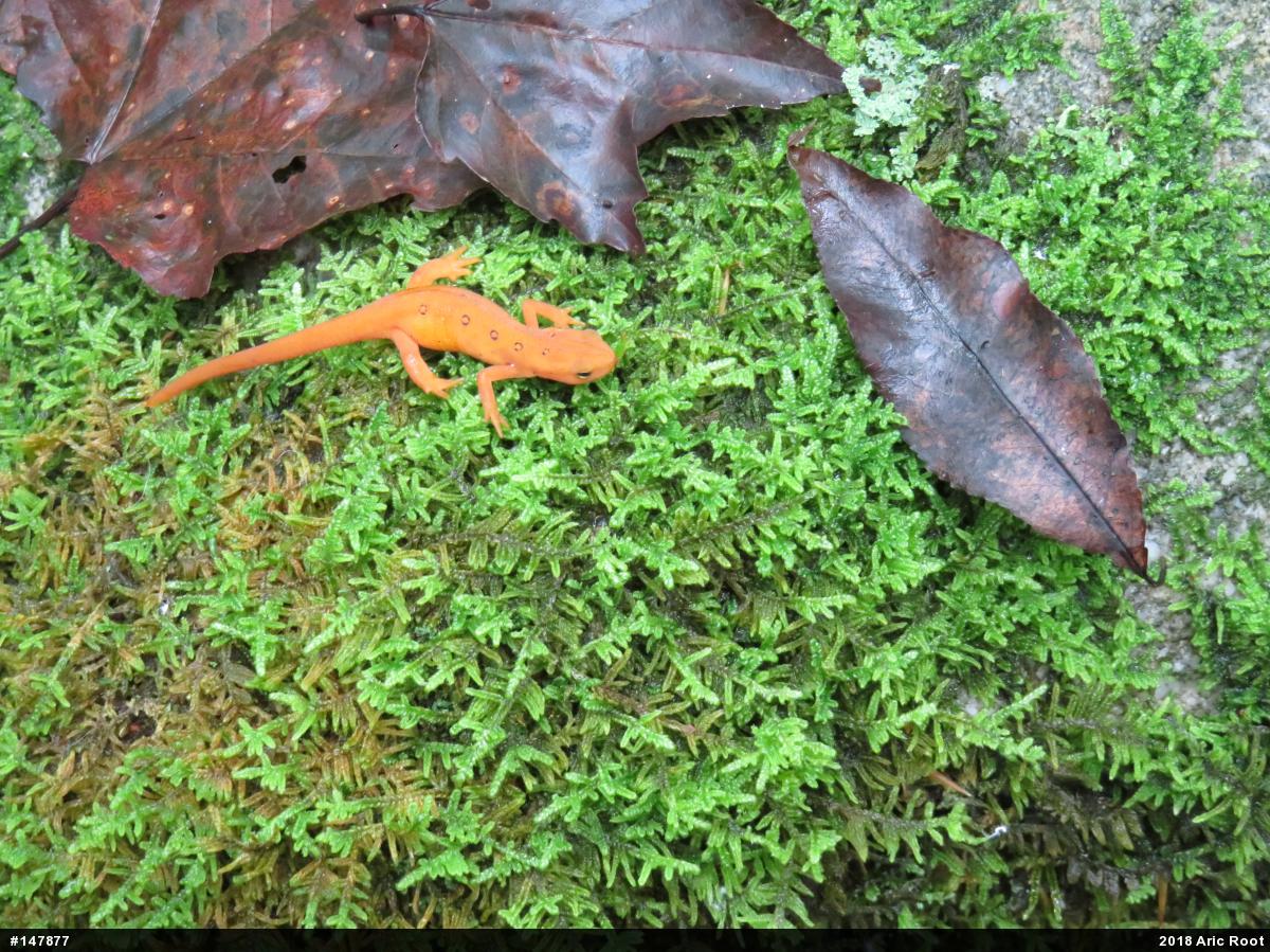 Red-spotted Newt