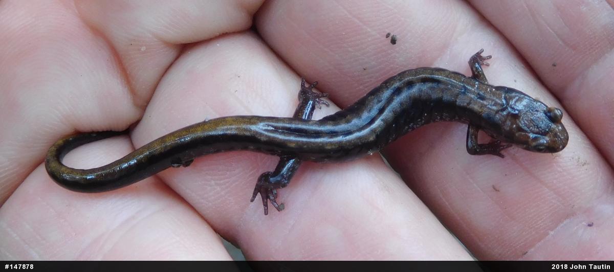 Allegheny Mountain Dusky Salamander